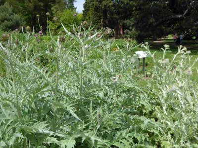 wonderful array of plants and trees