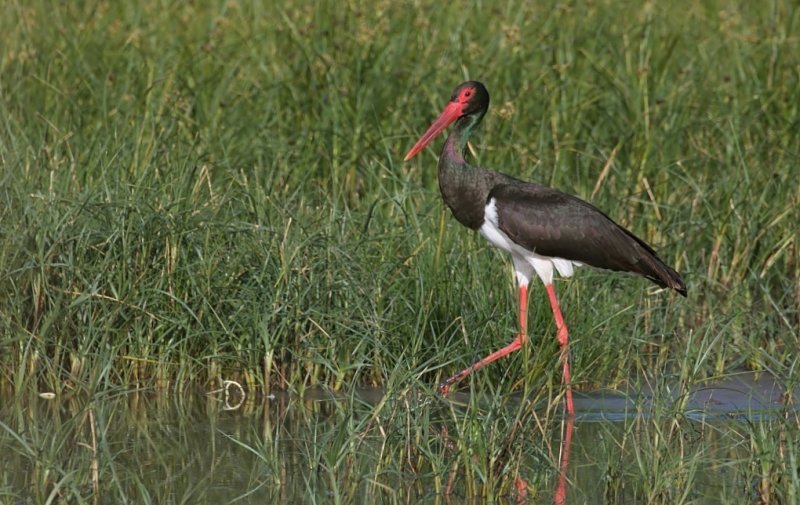 Zwarte Ooievaar (Black Stork)