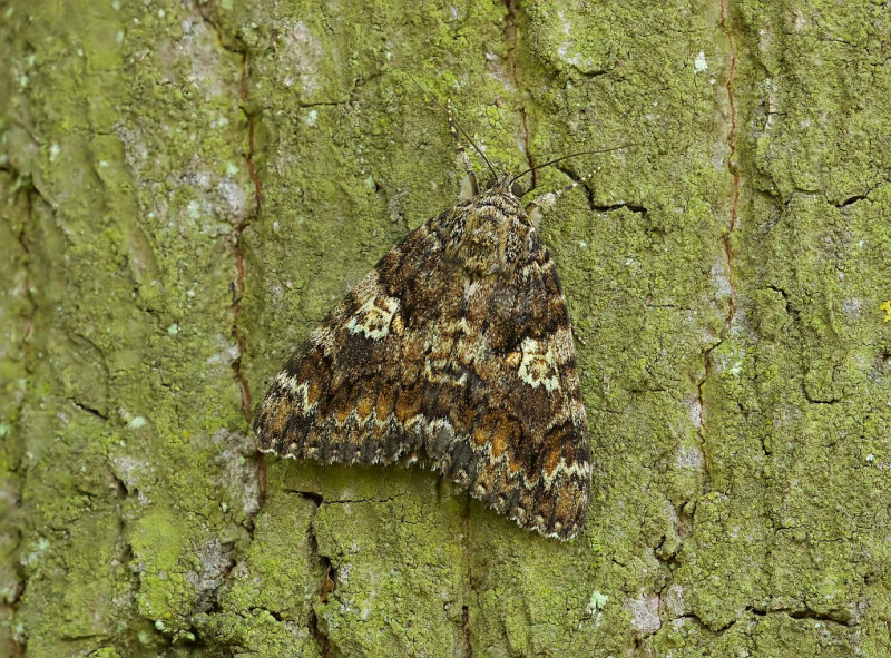 Karmozijnrood Weeskind (Catocala sponsa) - Dark Crimson Underwing