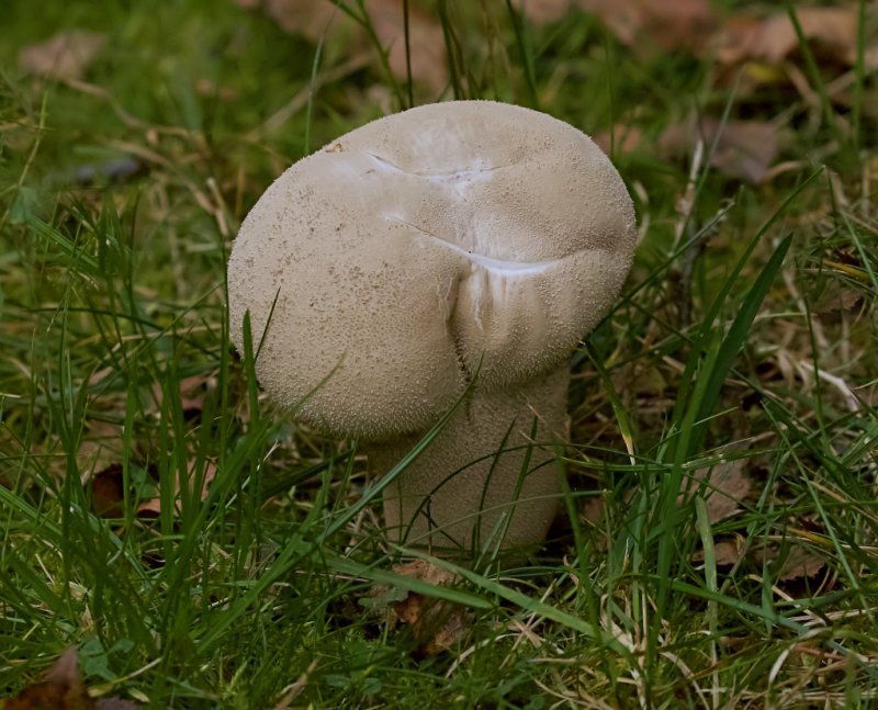 Plooivoetstuifzwam (Calvatia excipuliformis)