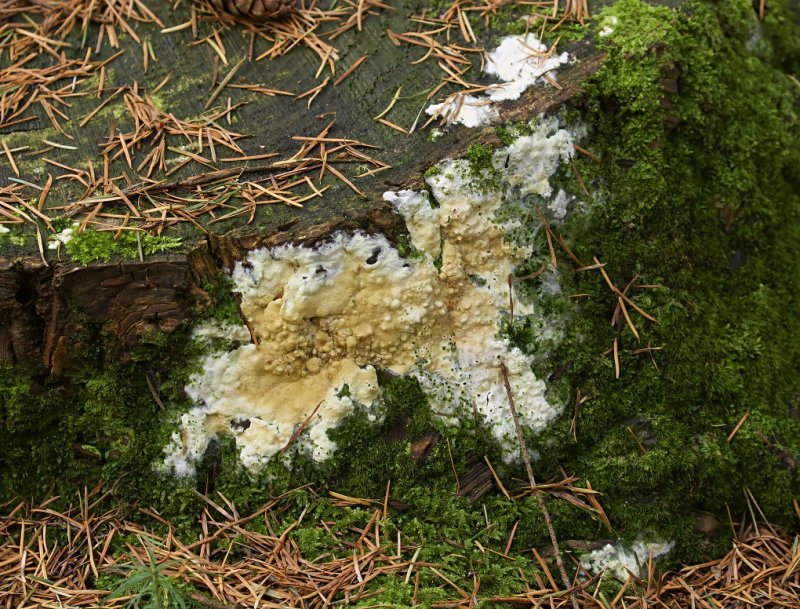Platte Kussentjeszwam (Hypocrea citrina)