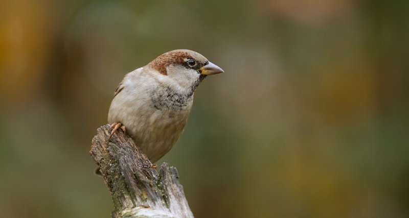 Huismus (House Sparrow)