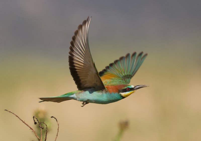 Bijeneter (European Bee-eater)