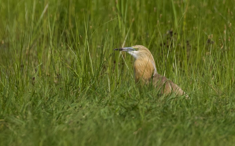 Ralreiger (Squacco Heron)