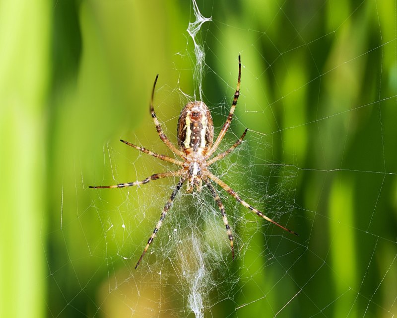 Wespspin (Argiope bruennichi) - Wasp Spider