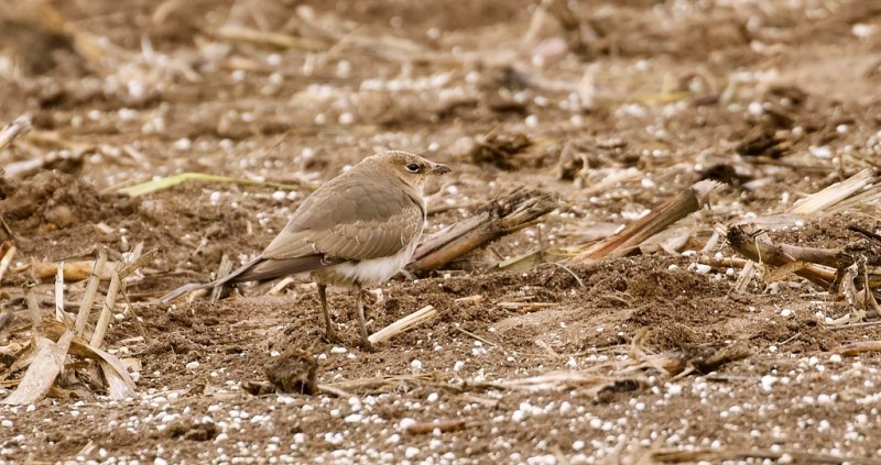 Steppevorkstaartplevier (Black-winged Pratincole)
