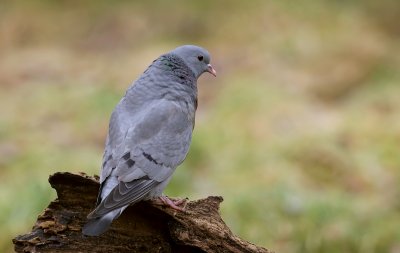 Holenduif (Stock Dove)