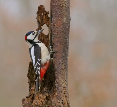 Grote Bonte Specht (Great Spotted Woodpecker)