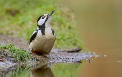 Grote Bonte Specht (Great Spotted Woodpecker)