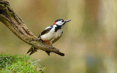 Grote Bonte Specht (Great Spotted Woodpecker)