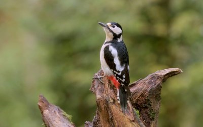 Grote Bonte Specht (Great Spotted Woodpecker)