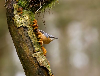 Boomklever (Eurasian Nuthatch)