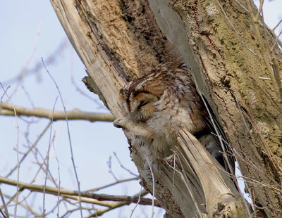 Bosuil (Tawny Owl)