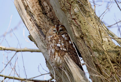Bosuil (Tawny Owl)
