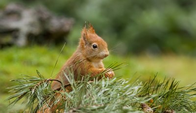 Eekhoorn (Red Squirrel)