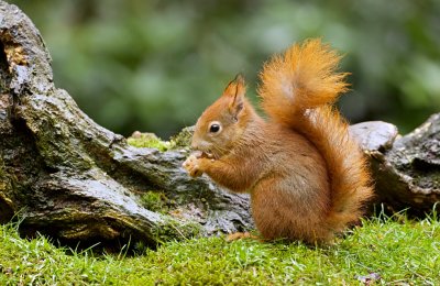 Eekhoorn (Red Squirrel)