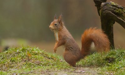 Eekhoorn (Red Squirrel)