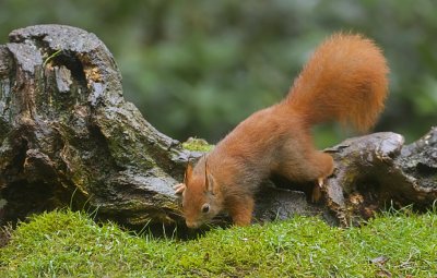 Eekhoorn (Red Squirrel)