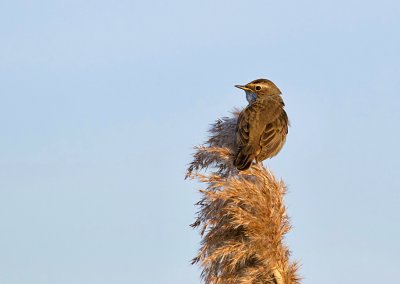 Blauwborst (Bluethroat)