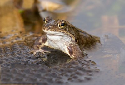 Bruine Kikker (Common Frog)