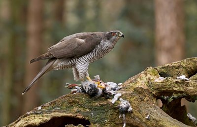 Havik (Northern Goshawk)