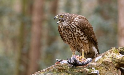 Havik (Northern Goshawk)