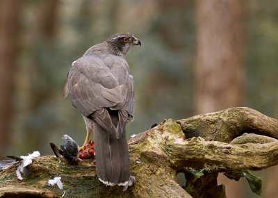 Havik (Northern Goshawk)