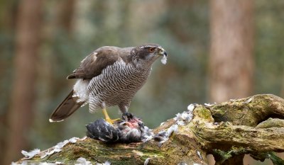 Havik (Northern Goshawk)