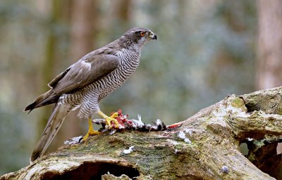 Havik (Northern Goshawk)