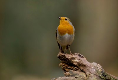 Roodborst (European Robin)
