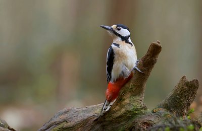 Grote Bonte Specht (Great Spotted Woodpecker)
