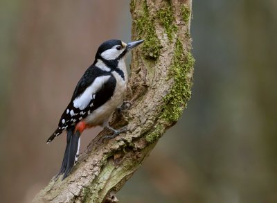 Grote Bonte Specht (Great Spotted Woodpecker)