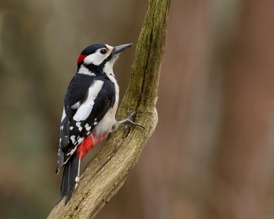 Grote Bonte Specht (Great Spotted Woodpecker)