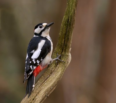 Grote Bonte Specht (Great Spotted Woodpecker)