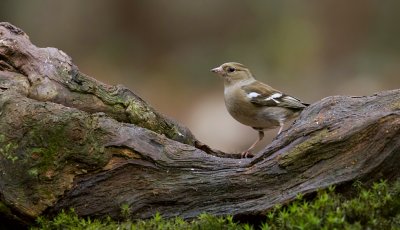 Vink (Common Chaffinch)