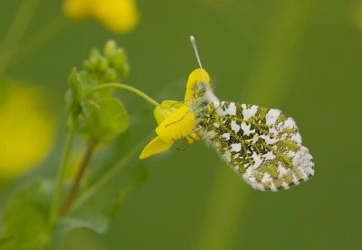 Oranjetipje (Anthocharis cardamines)