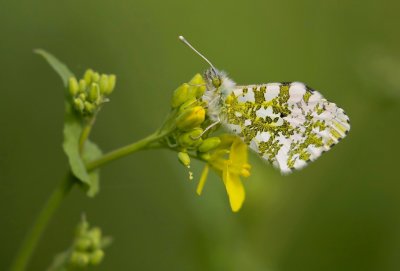 Oranjetipje (Anthocharis cardamines)