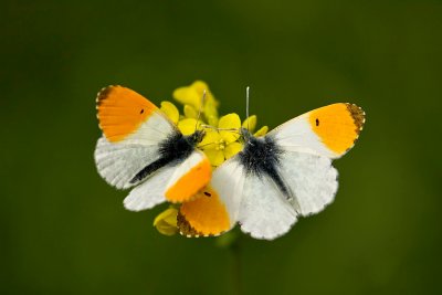 Oranjetipje (Anthocharis cardamines)