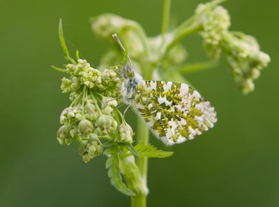 Oranjetipje (Anthocharis cardamines)