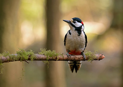 Grote Bonte Specht (Great Spotted Woodpecker)e