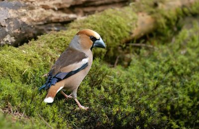 Appelvink (Hawfinch)