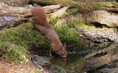 Eekhoorn (Red Squirrel)