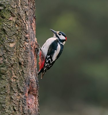 Grote Bonte Specht (Great Spotted Woodpecker)e