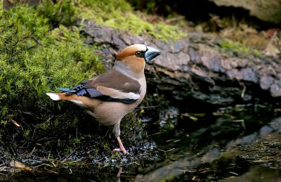 Appelvink (Hawfinch)