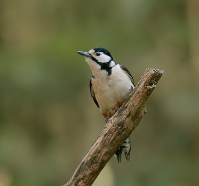 Grote Bonte Specht (Great Spotted Woodpecker)e