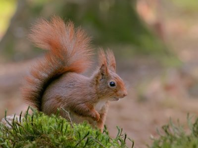 Eekhoorn (Red Squirrel)