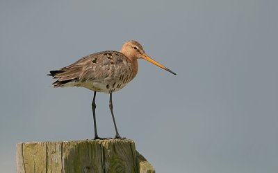 Grutto (Black-tailed Godwit)