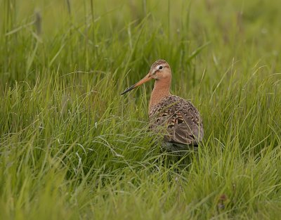 Grutto (Black-tailed Godwit)