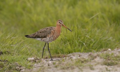 Grutto (Black-tailed Godwit)