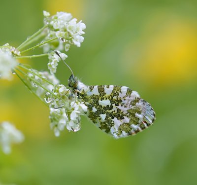 Oranjetipje (Anthocharis cardamines)